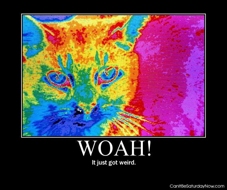 Hot kitty - kitty on a thermal imaging cam