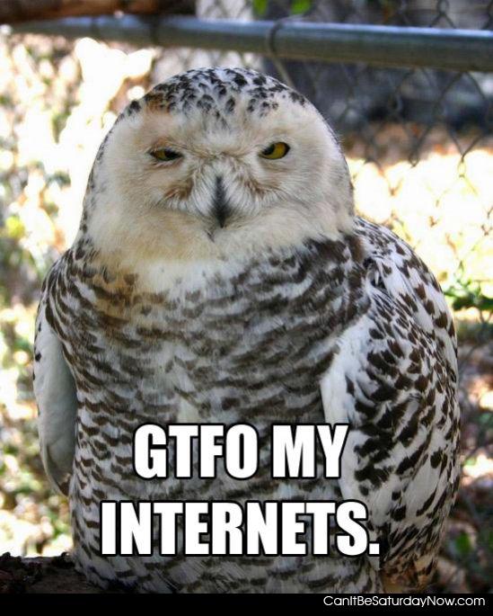 gtfo my internets - The owl says gtfo my internets