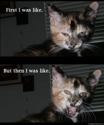 Reaction kitty