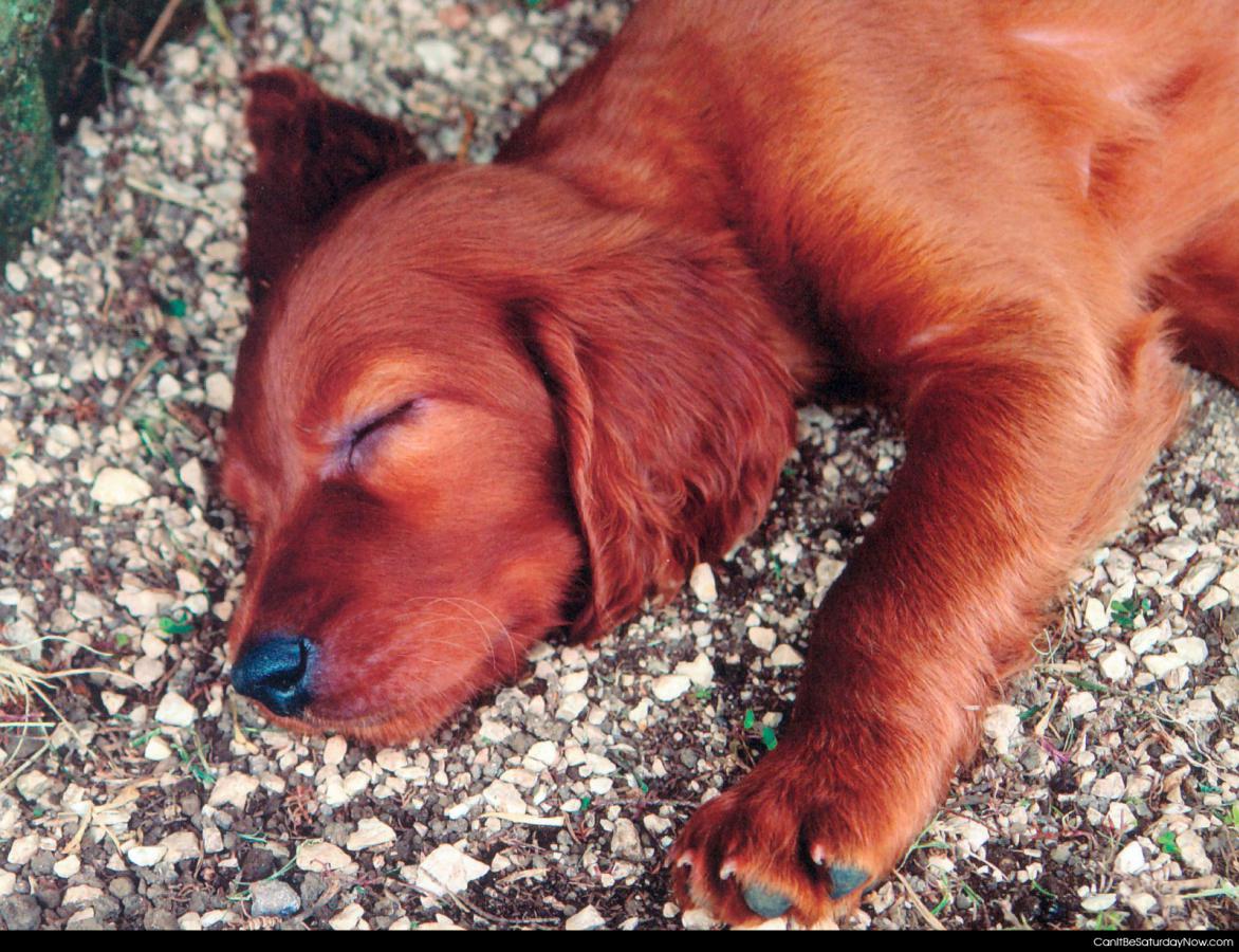 Puppy sleep - Let sleeping dogs lay