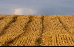 Wheat rows
