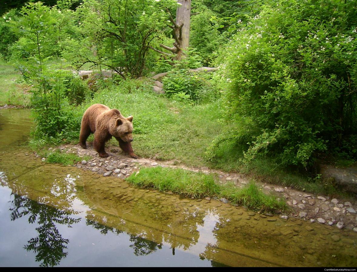 Bear at river - Bear at the river
