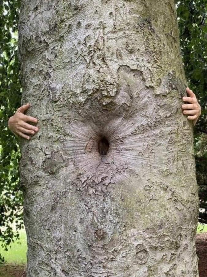 butthole tree - it looks right