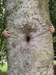butthole tree