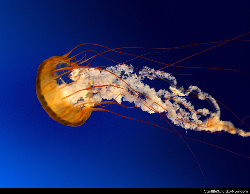 Jellyfish - one jellyfish just jelling around