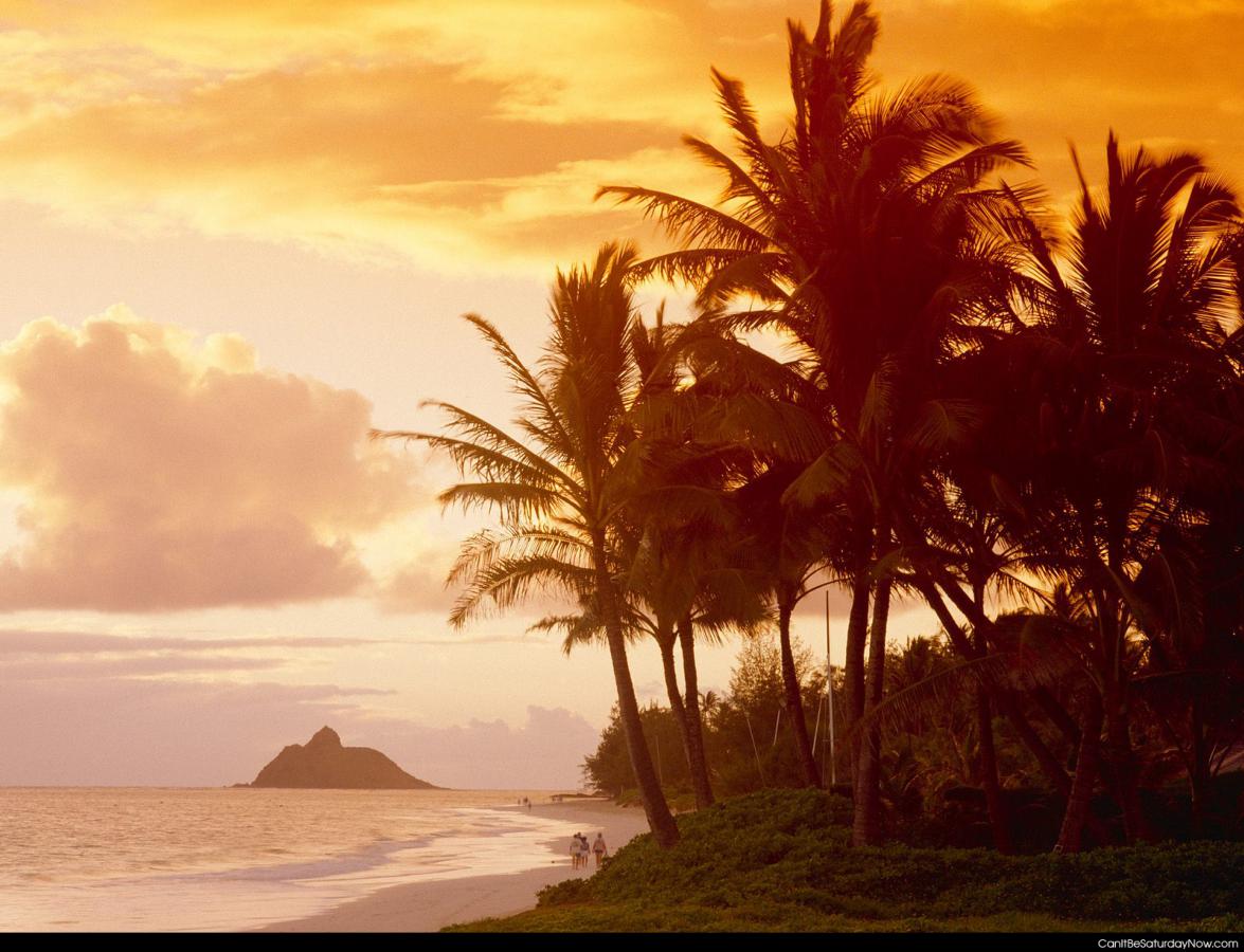Beach sunset - nice sunset over a palm beach