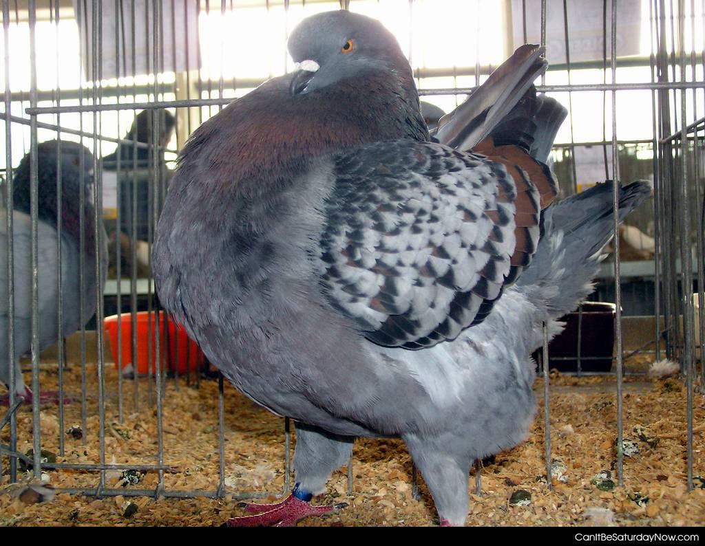 Turkey pigeon - this pigeon thinks its a turkey