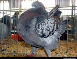 Turkey pigeon