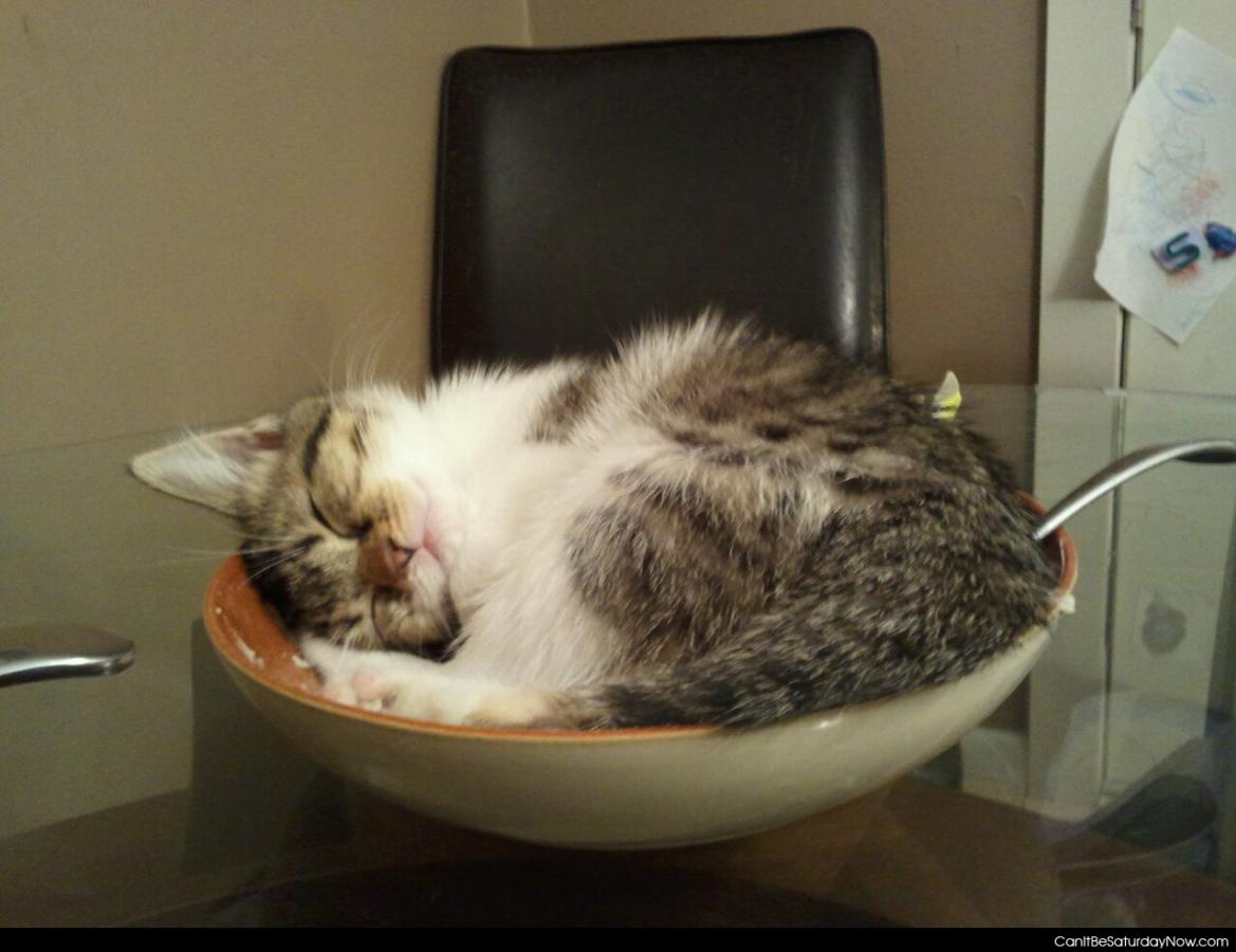 Kitty bowl - a bowl of cat