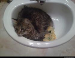 Kitten bath