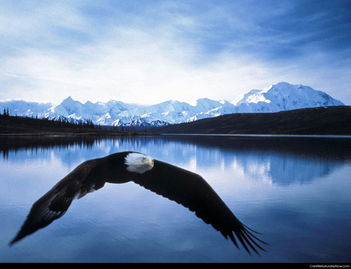 Eagle lake - bald eagle over a lake