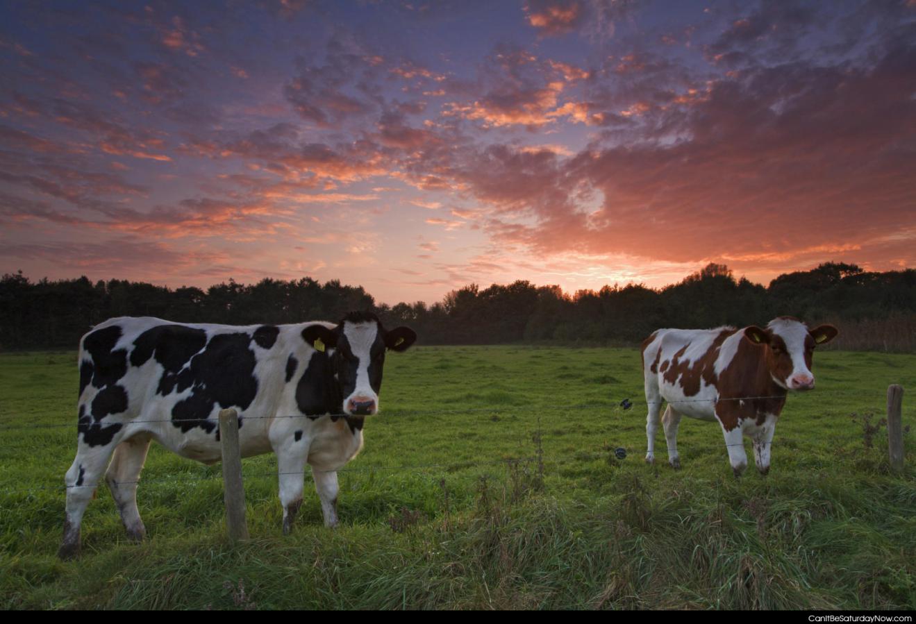 Cow sunset - two cows and a sunset