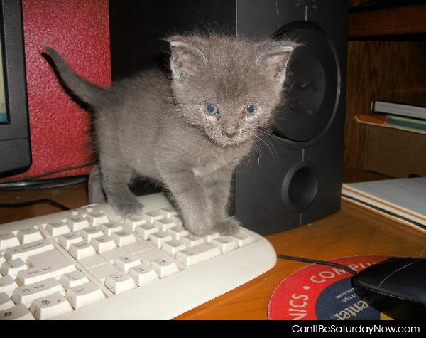 Tiny kitty - one tiny gray kitty wants on the internet