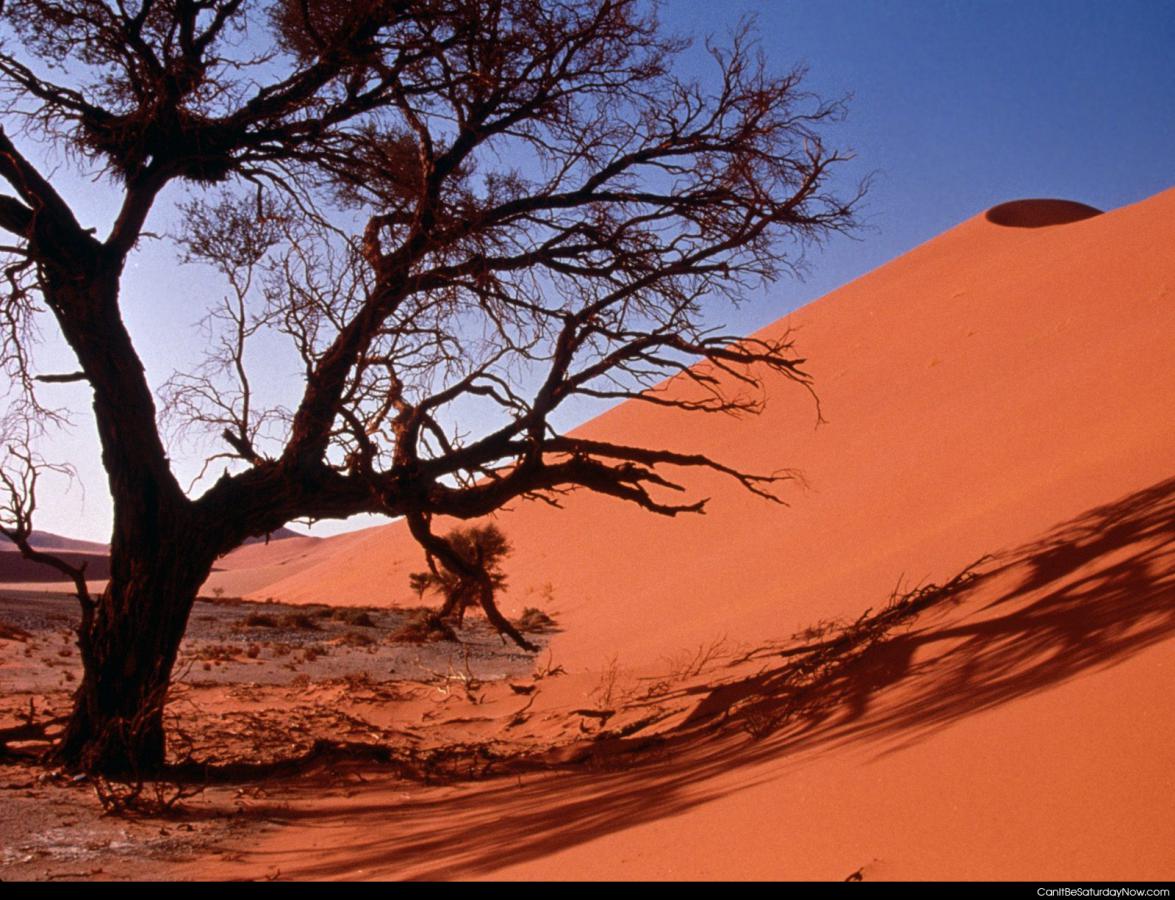 Sand tree - tree in the desert