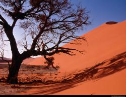 Sand tree
