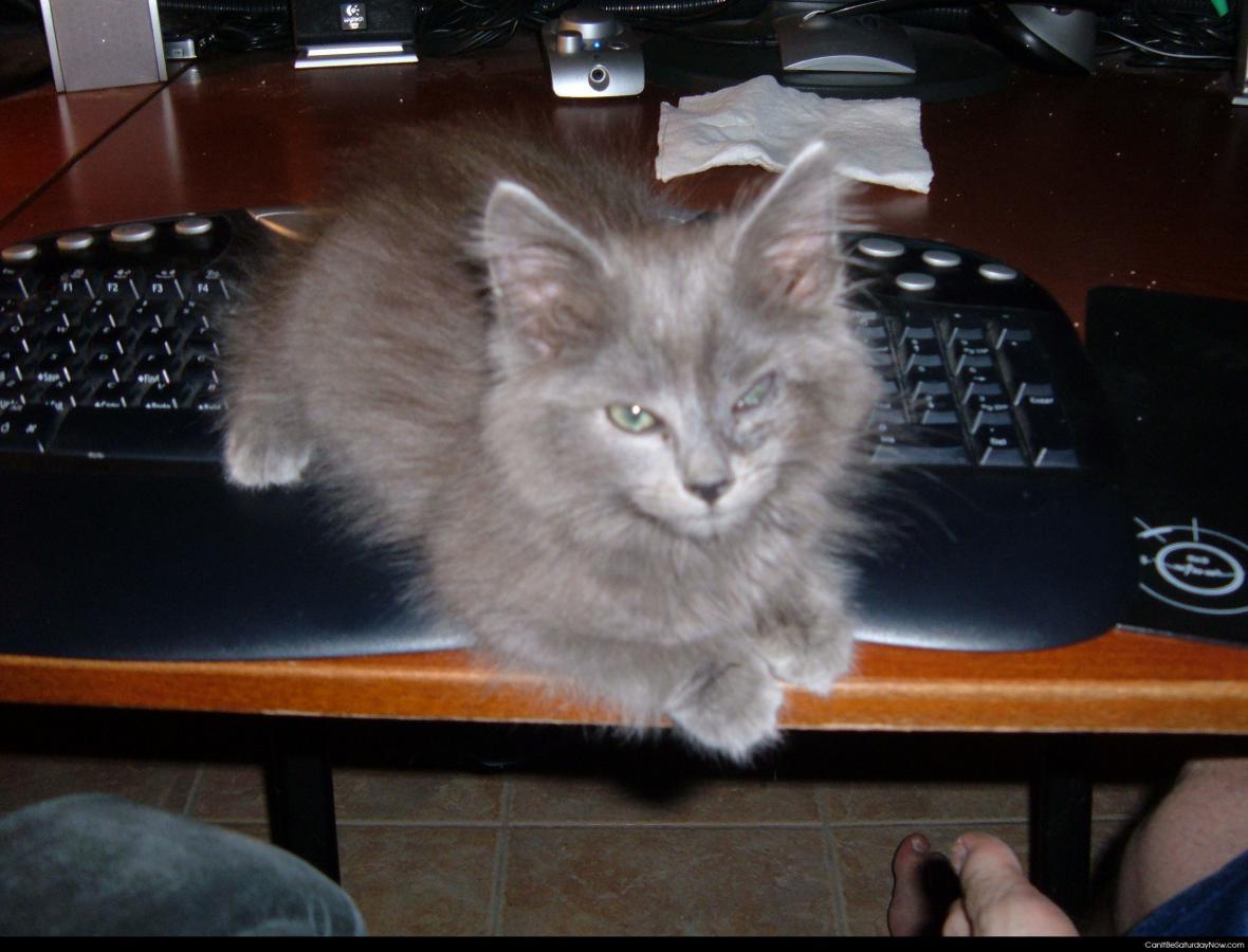 Wink gray kitty - this gray kitty is trying to tell you to get off the internet