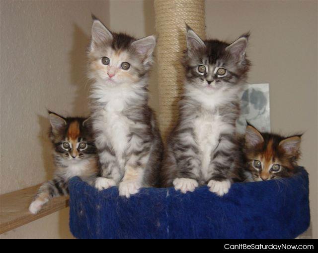 Kitten tree - tree post full of kittens