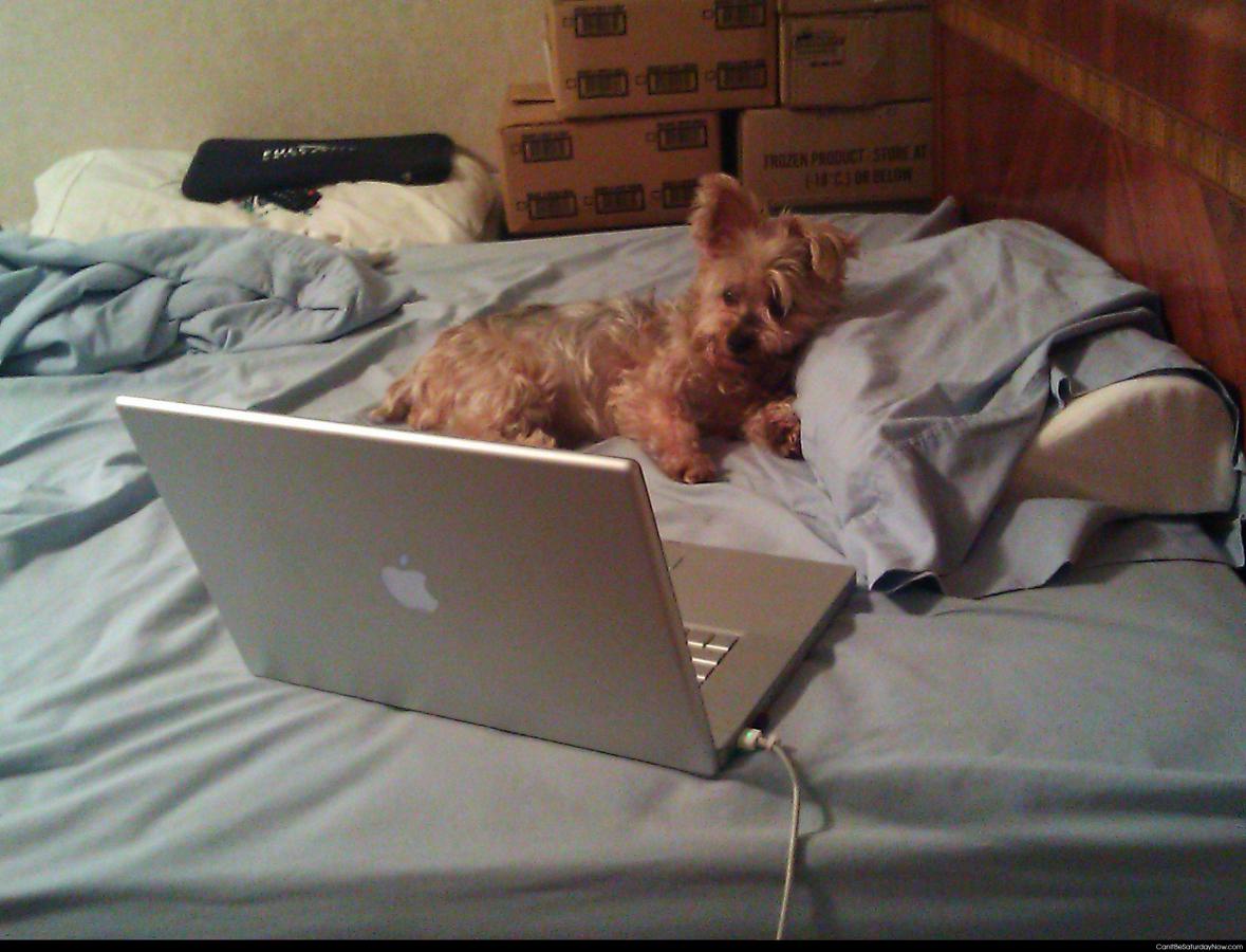 Mac dog - Dog uses a mac