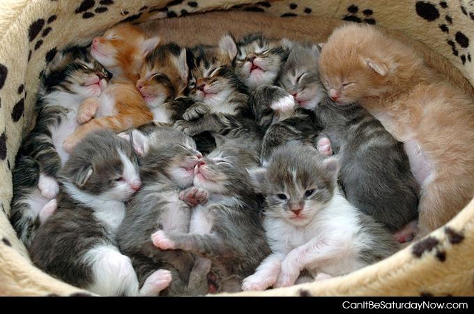 Kitten pile - A pile of kittens