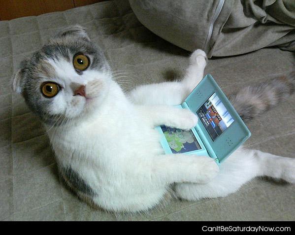 DS cat - this cat likes to play on her DS
