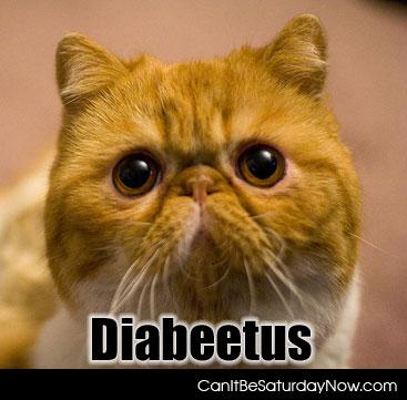 Diabetes kitty - I am here to talk to you about diabetes