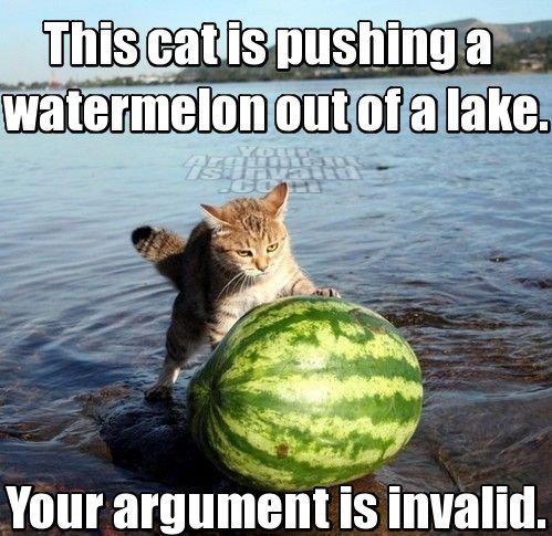 Cat pushing a watermelon - Cat pushing a watermelon, your argument is invalid