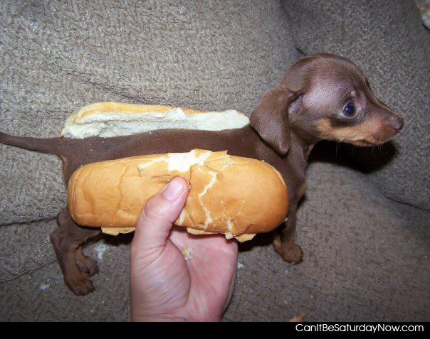hot dog - Classic picture of a wiener dog in a bun.