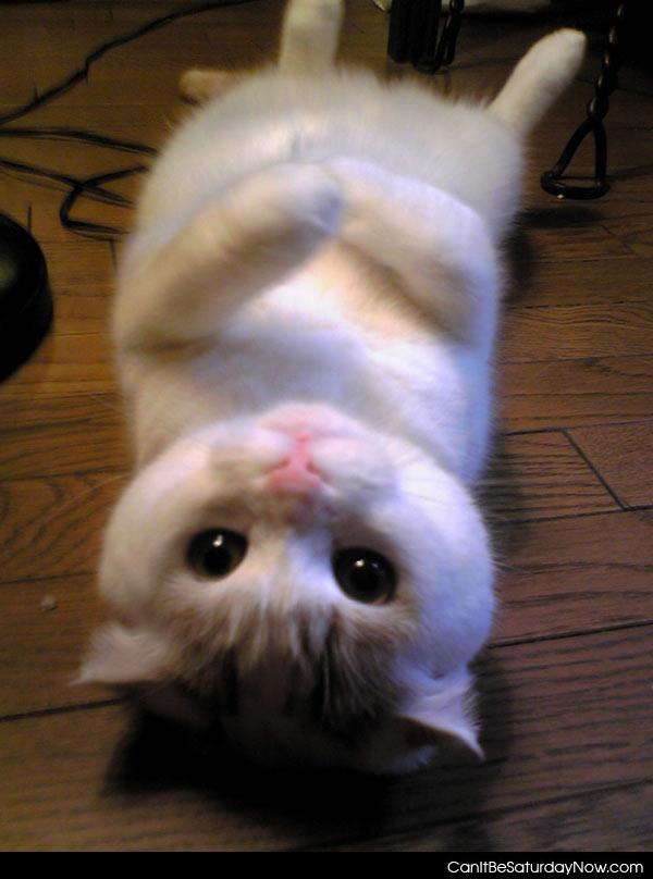 Upside down kitty - upside down kitty says hi