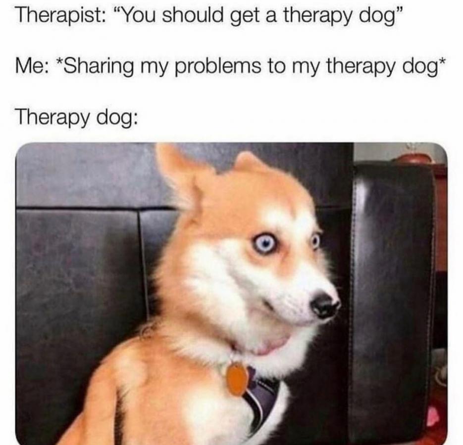 Therapy dog - poor dog