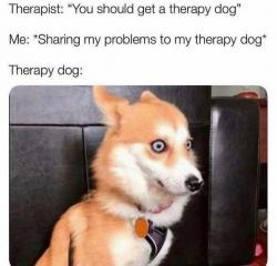 Therapy dog