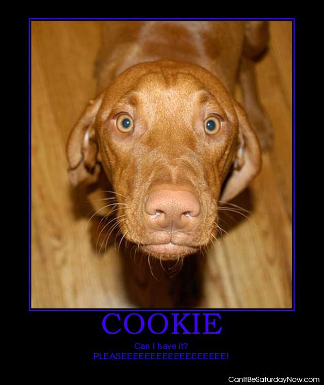 Give cookie - dog wants a cookie