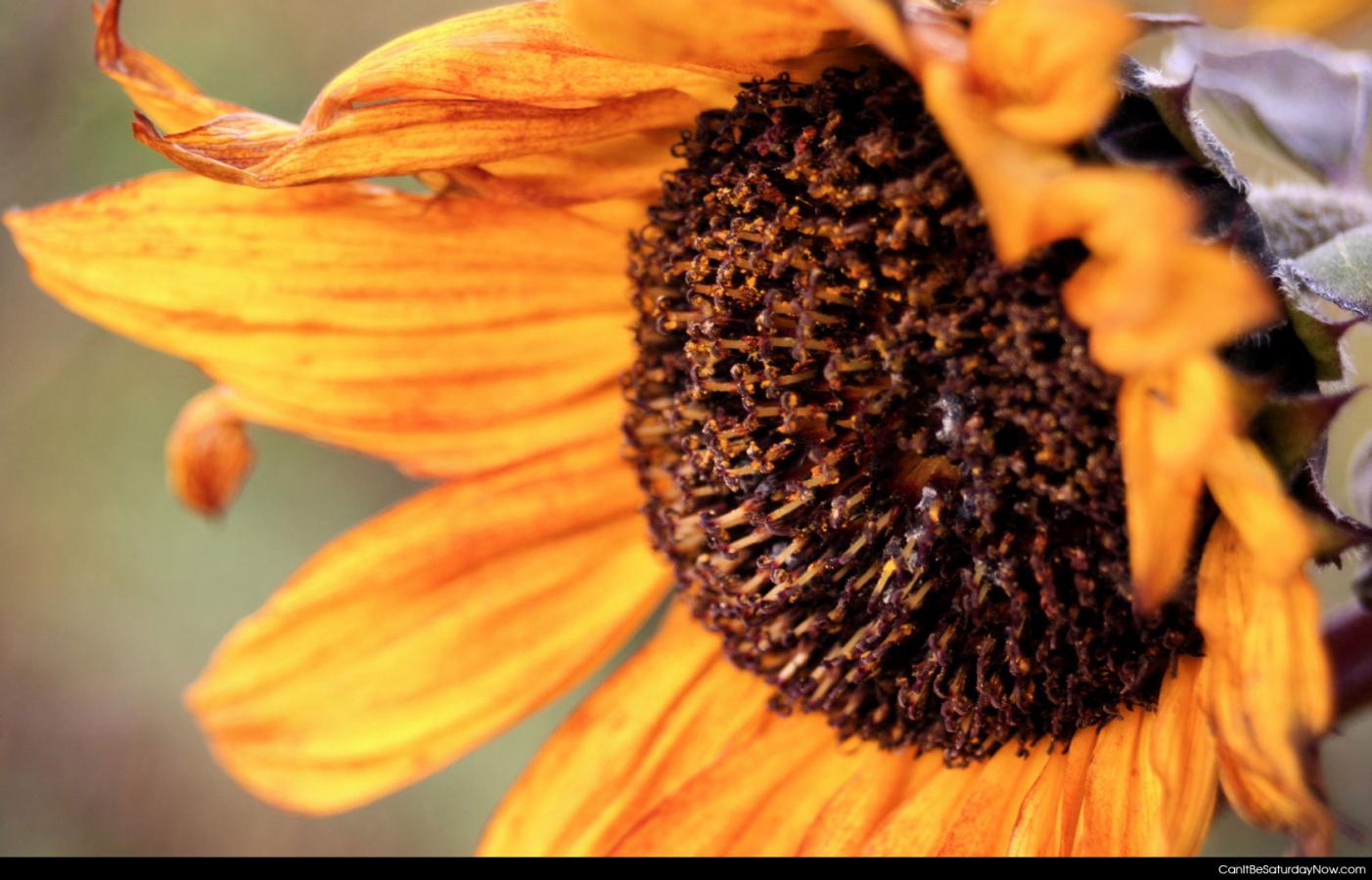 Sunflower closeup - sunflower closeup