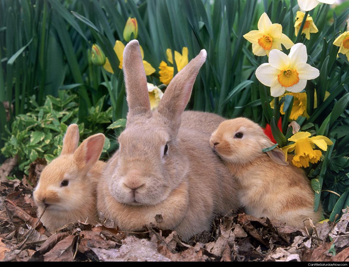 Baby bunny - cute stuff in your yard eating your flowers