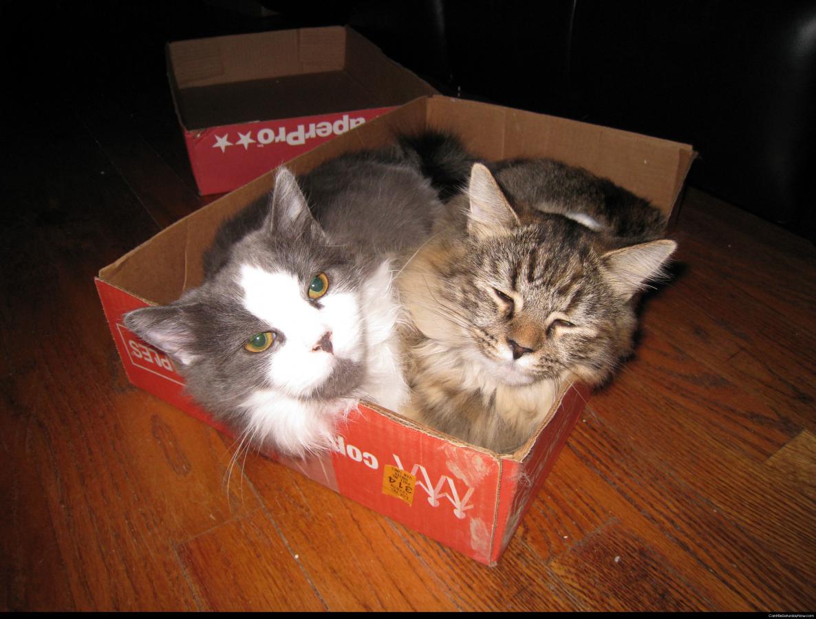 Kitty box 2 - two kittys in a box top