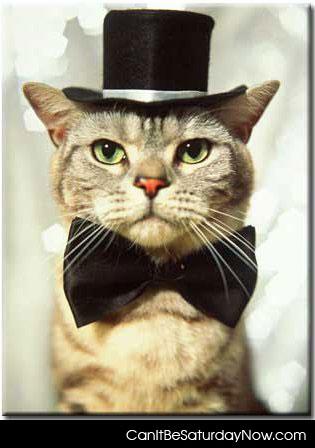 Top hat cat - black top cat hat in tie