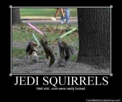 Jedi squirrels