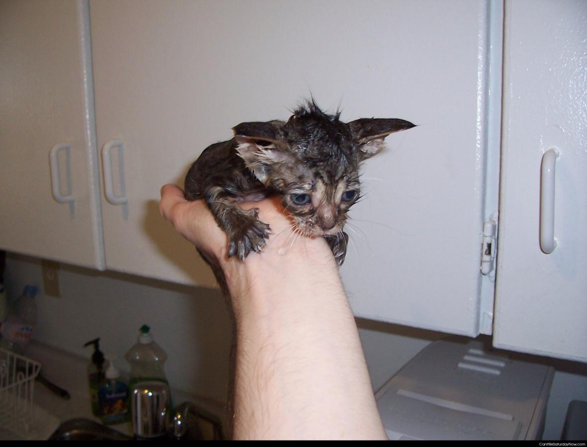 Wet kitty - very wet kitty after a sink bath