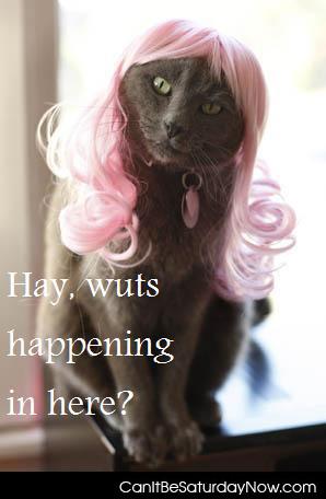 Kitty wigg - This kitty has a pink wig and wants to know what is going on.