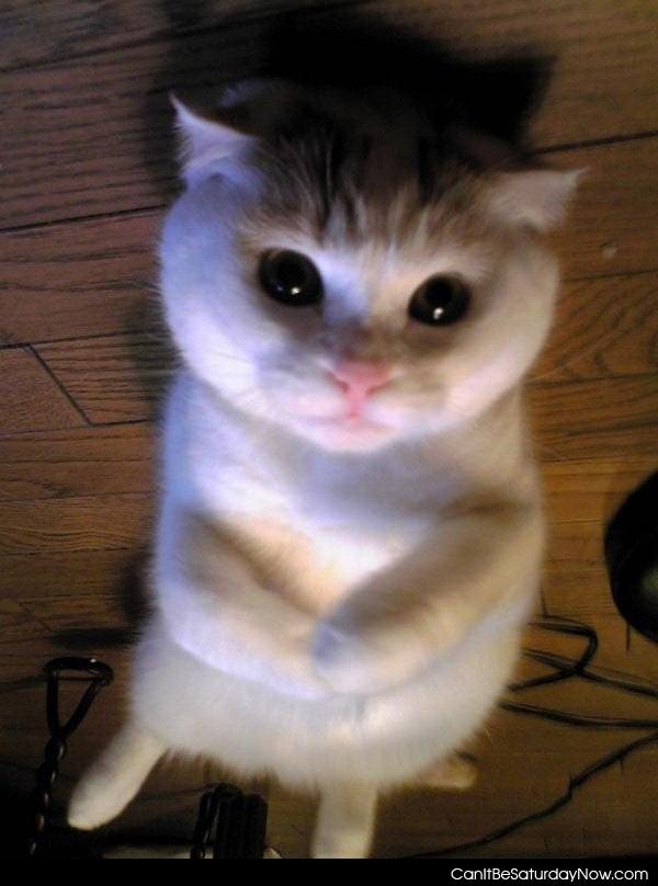 Please 2 - Please love this cute kitty