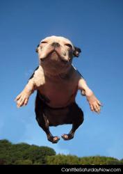 Dog can fly