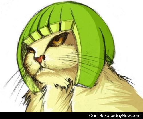 Lime helmet - all should pay homage to the famous lime helmet cat