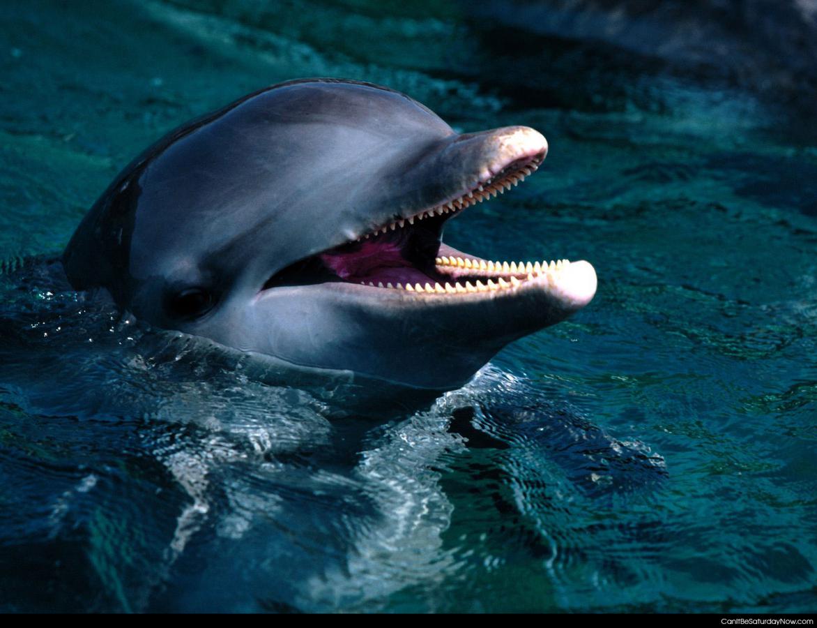 Dolphin speak - This dolphin wants to speak to you