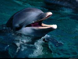 Dolphin speak