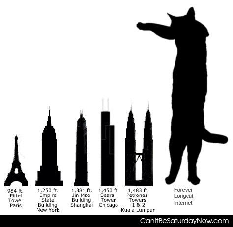 Long cat is tall - taller than anything man has built