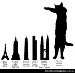 Long cat is tall