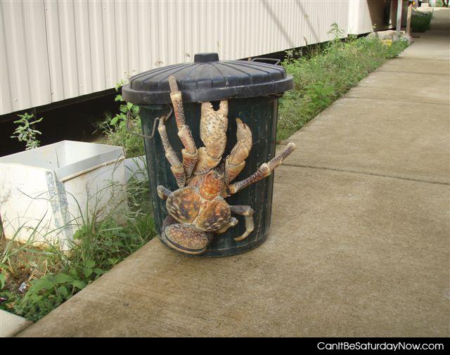 Big crab - this is one big crab
