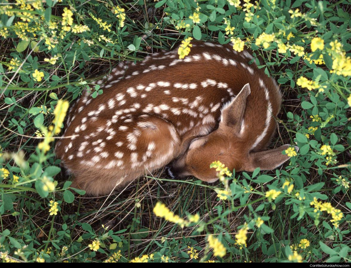 Sleeping deer - baby deer sleeping