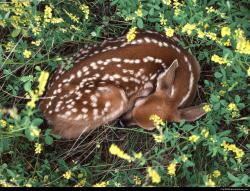 Sleeping deer