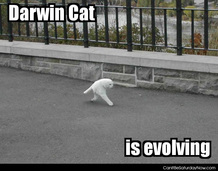 Darwin cat - this cat is evolving