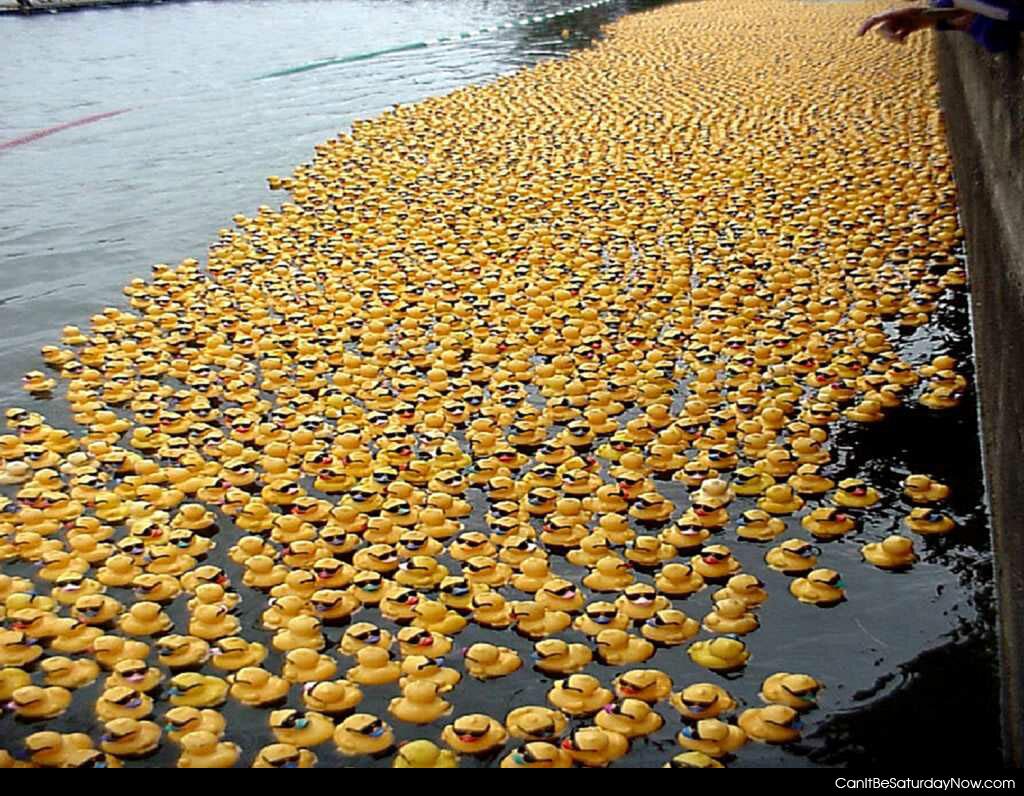 Ducks in a lake - rubber ducks in a lake